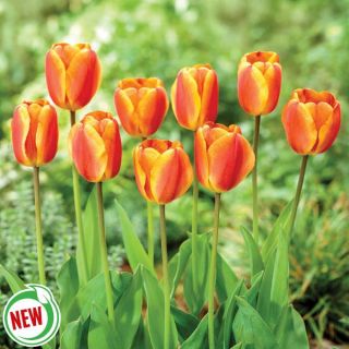 Oxford's Elite Tulip Thumbnail